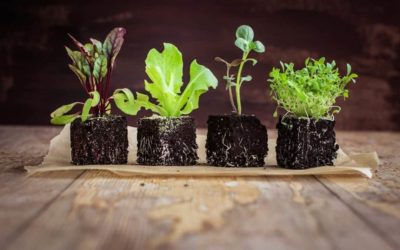 Improve Potted Plant Growth